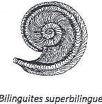 Bilinguites superbilingue