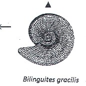 Bilinguites gracilis